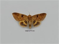 藏品(夜蛾368)的圖片